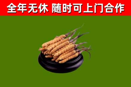 清徐回收散虫草